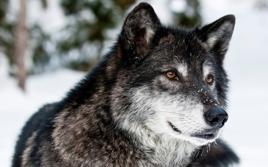 gray-wolf-animal-hd