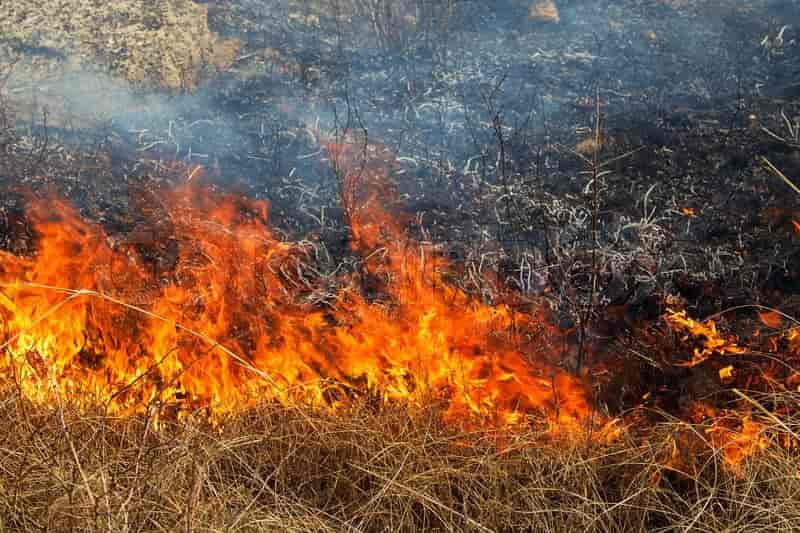 rass-burning-in-the-forest-spring-day-strong-wind