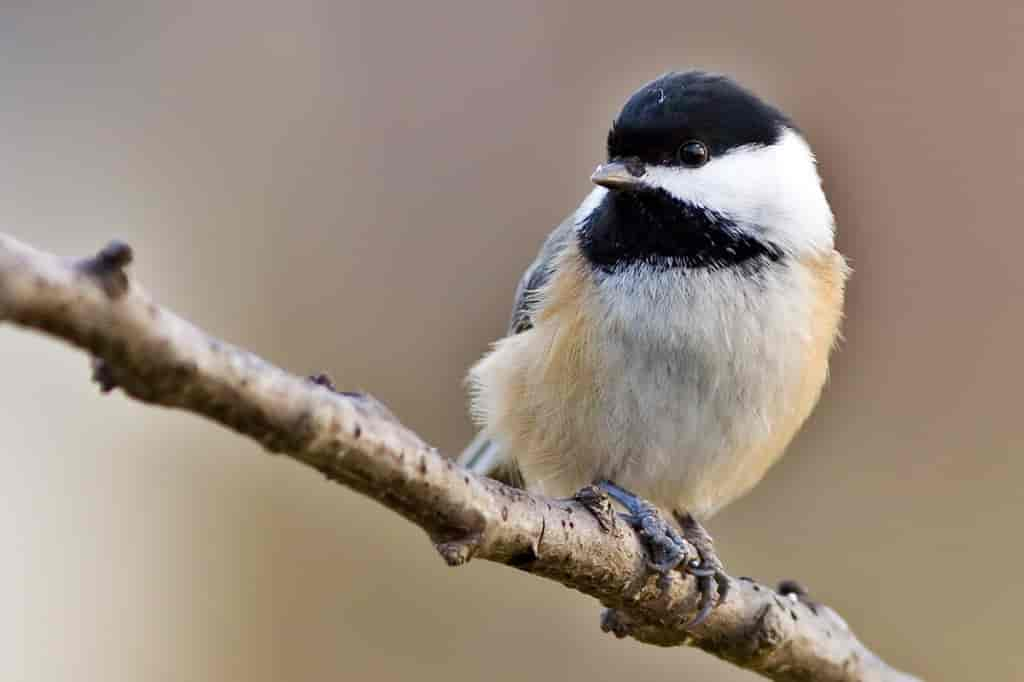 black_Capped_Chickadee2