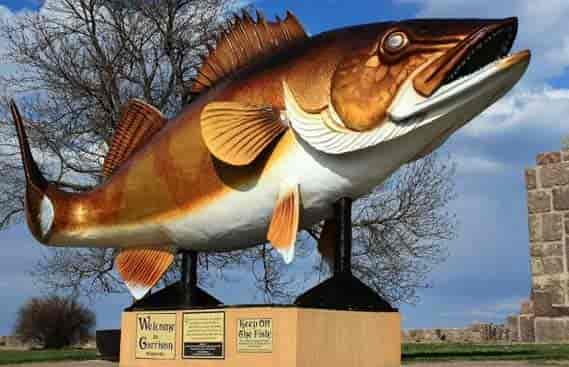 garrisonwalleye