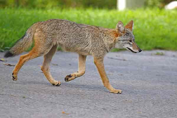 Coyote