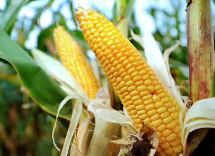 corn-1