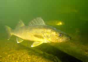 walleye_fishing_underwater