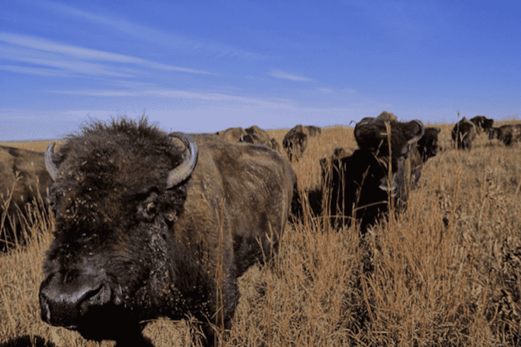 Blue Mounds State Park, en Luverne