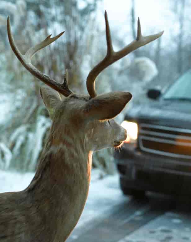 Deer-in-headlight1