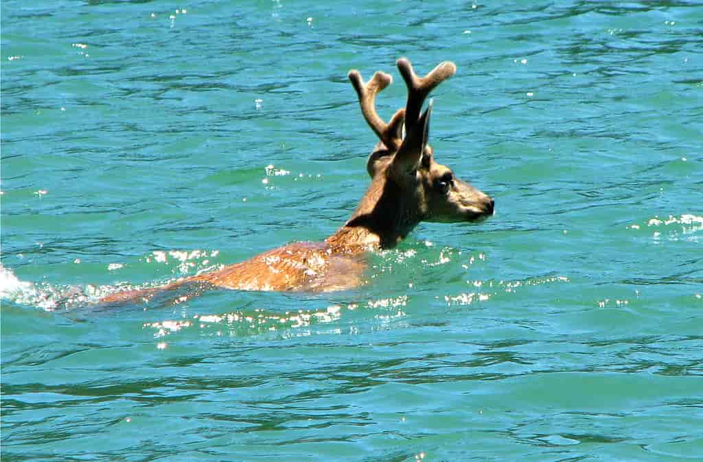 Venado en agua