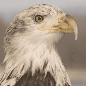 Bald eagle