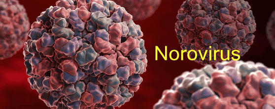 Norovirus virus