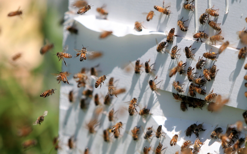 Las abejas polinizan un estimado de 17 billones dólares de cosechas al año en los Estados Unidos.