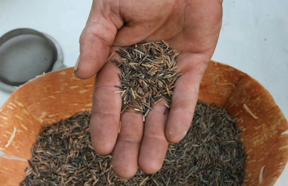 "Wild rice" - fotografía por Indian Country Today. 