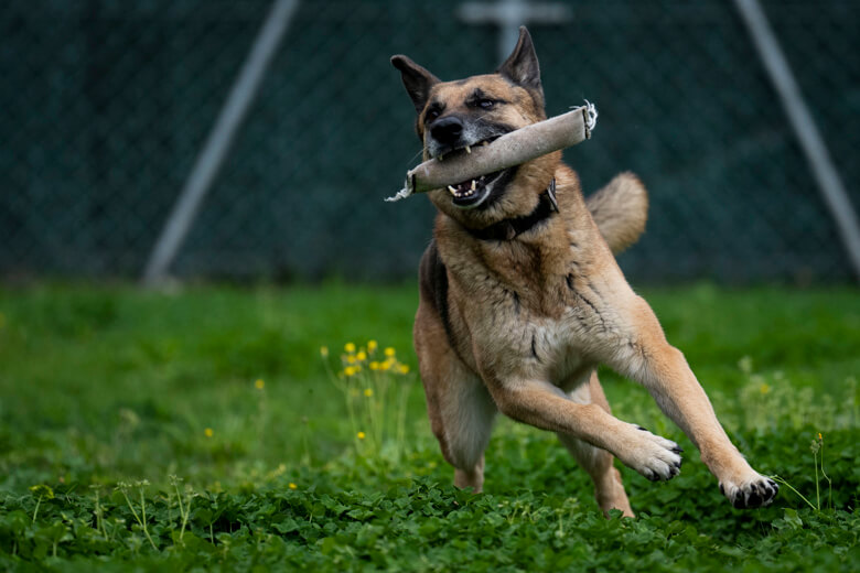 La raza de los perros no determina su comportamiento, según un estudio